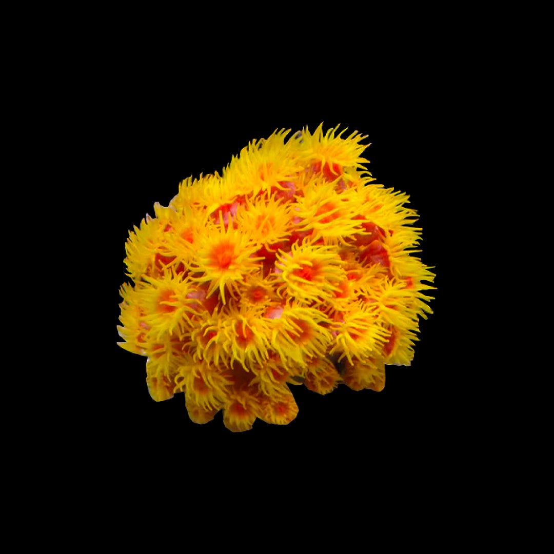 Tubastraea (Sun Coral) Aquarium ReefSolution inc.