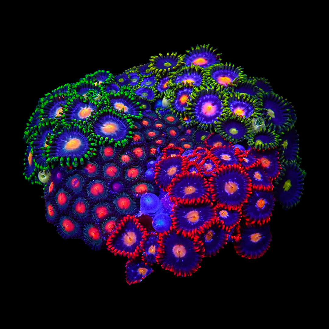 Zoanthides et polypes