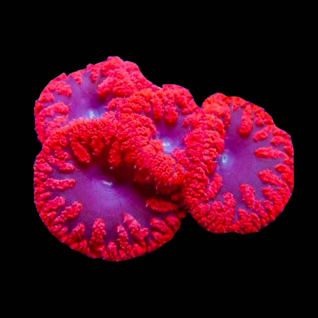 Blastomussa