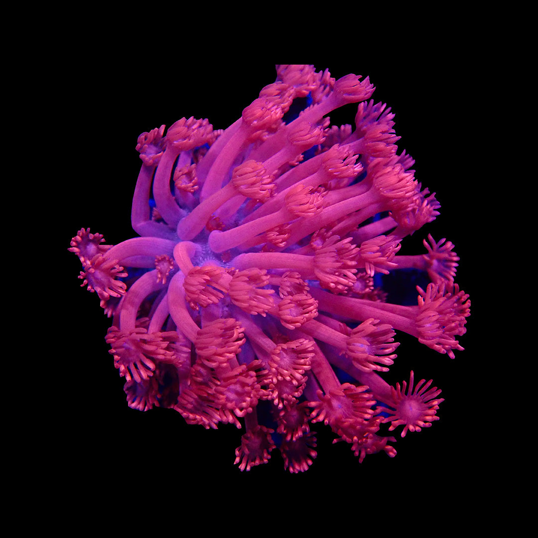 Goniopora