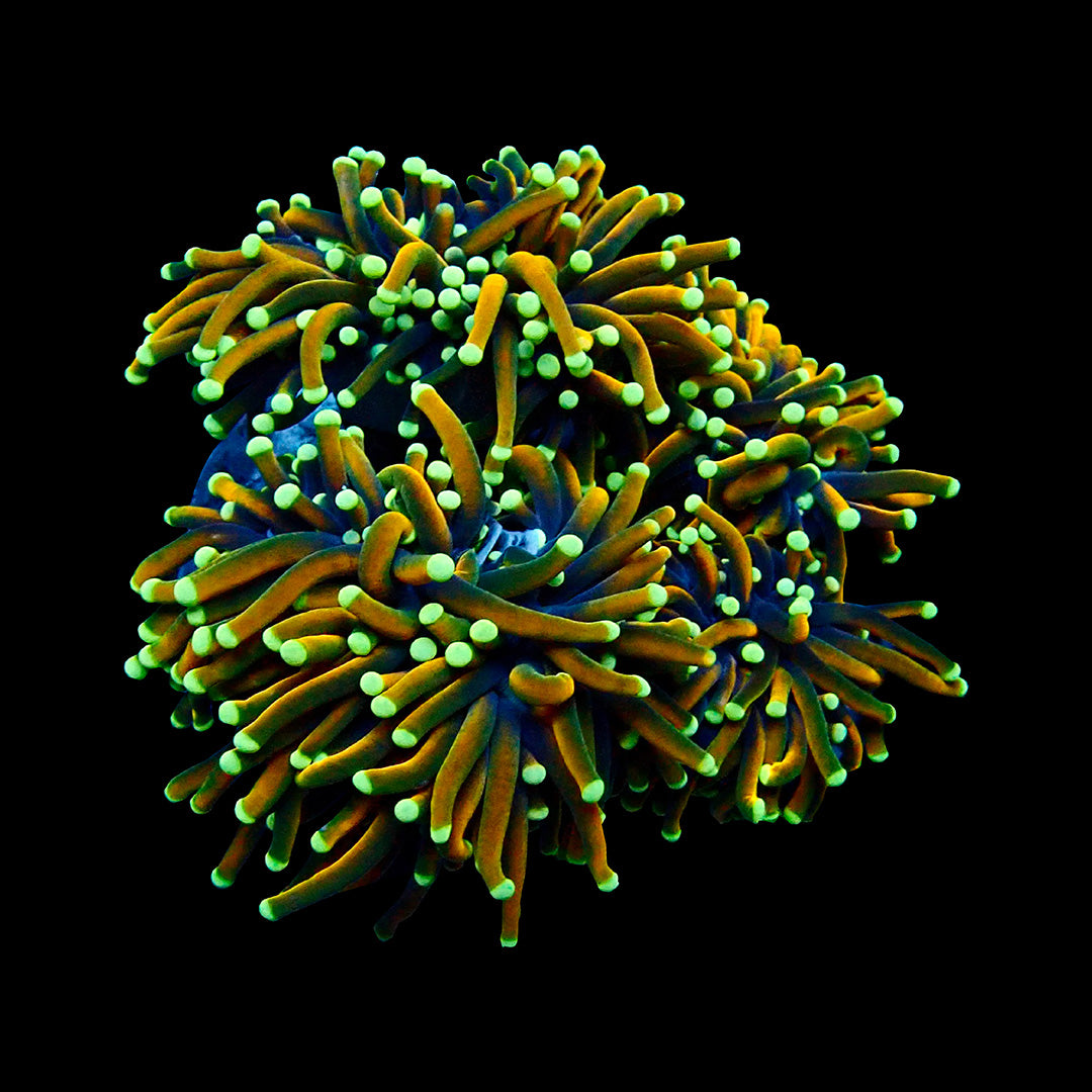 Euphyllia