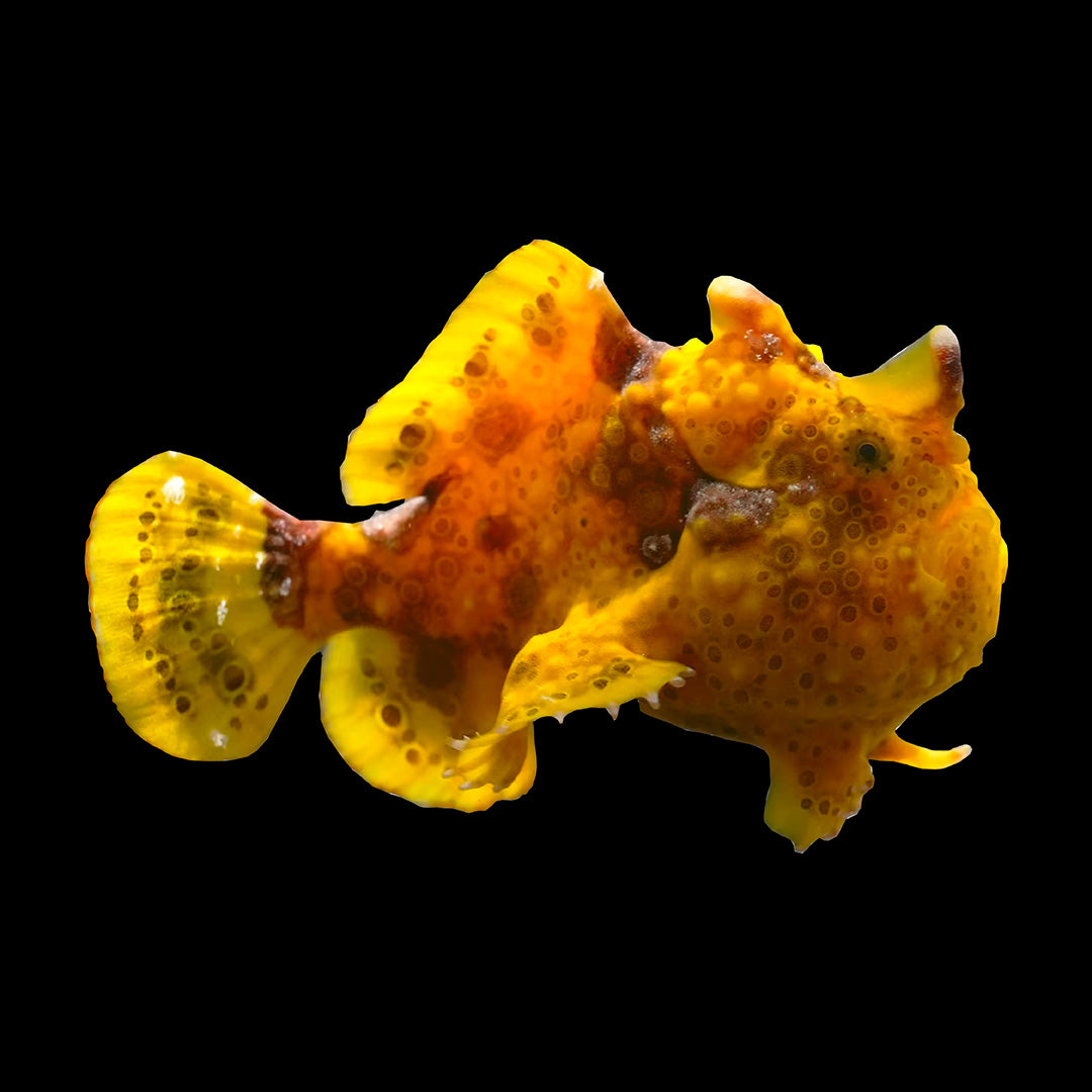 Lophiiformes (Anglers & Frogfish) Aquarium ReefSolution inc.