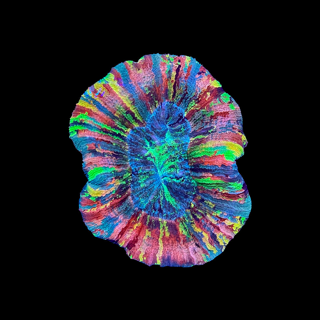 Trachyphyllia