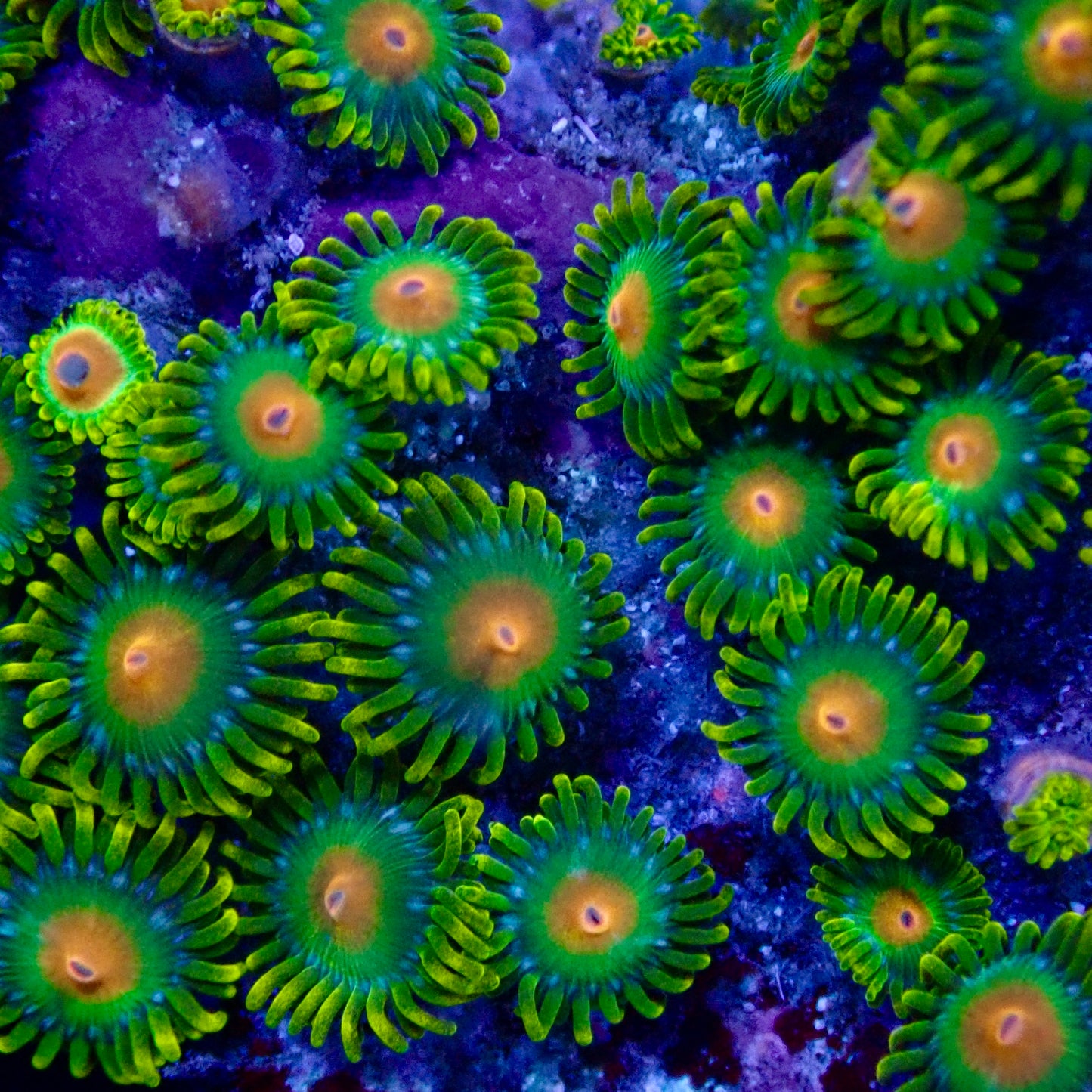 Dreamweaver Zoanthids frag