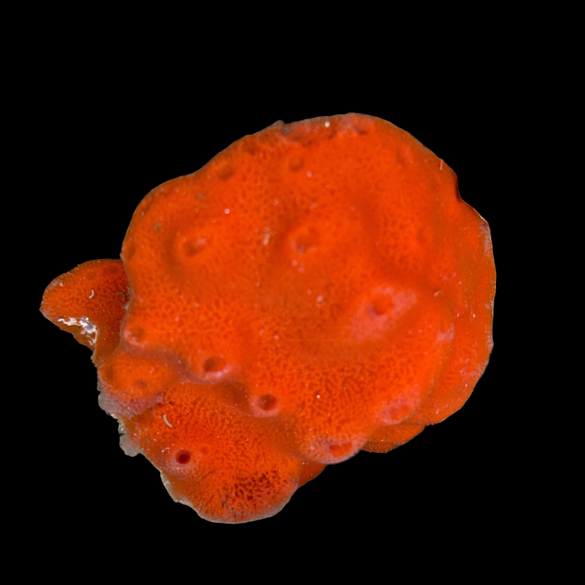 Cinachyra sp. - Ball Sponge