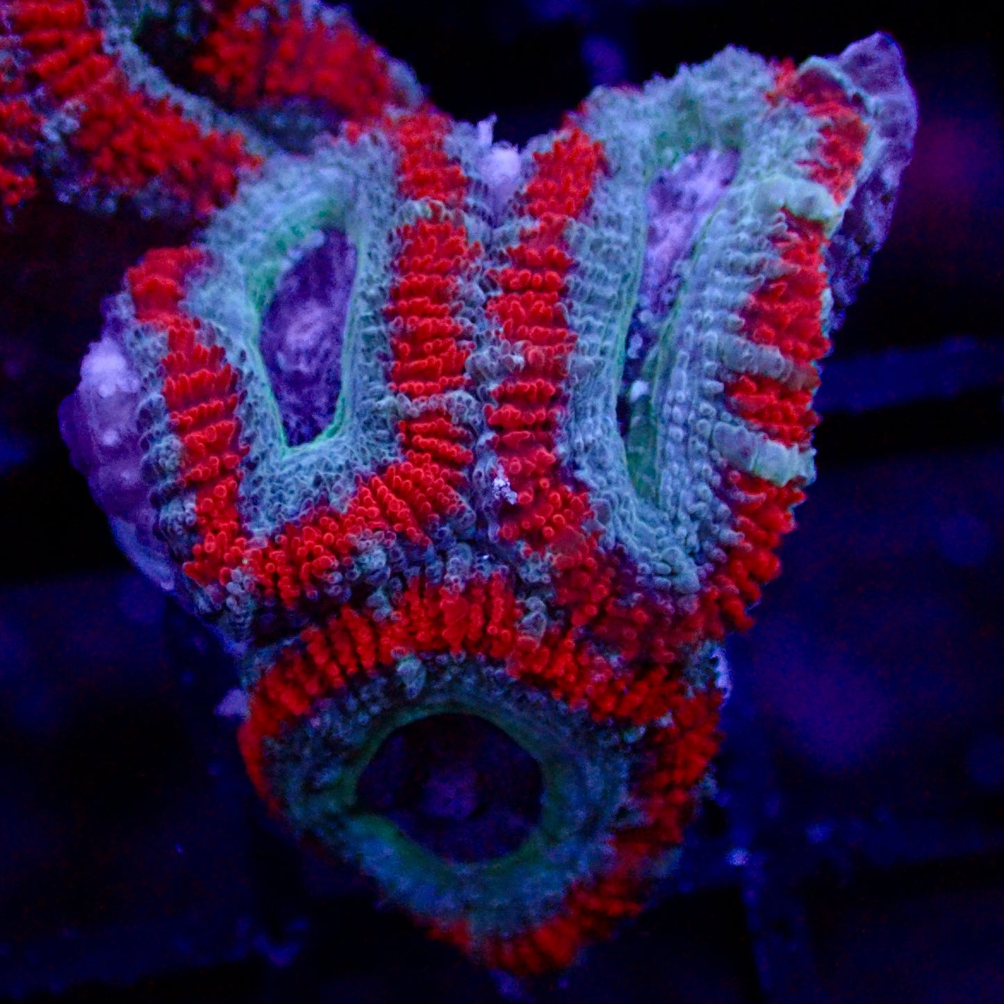 Acanthastrea Lordhowensis Ultra frag