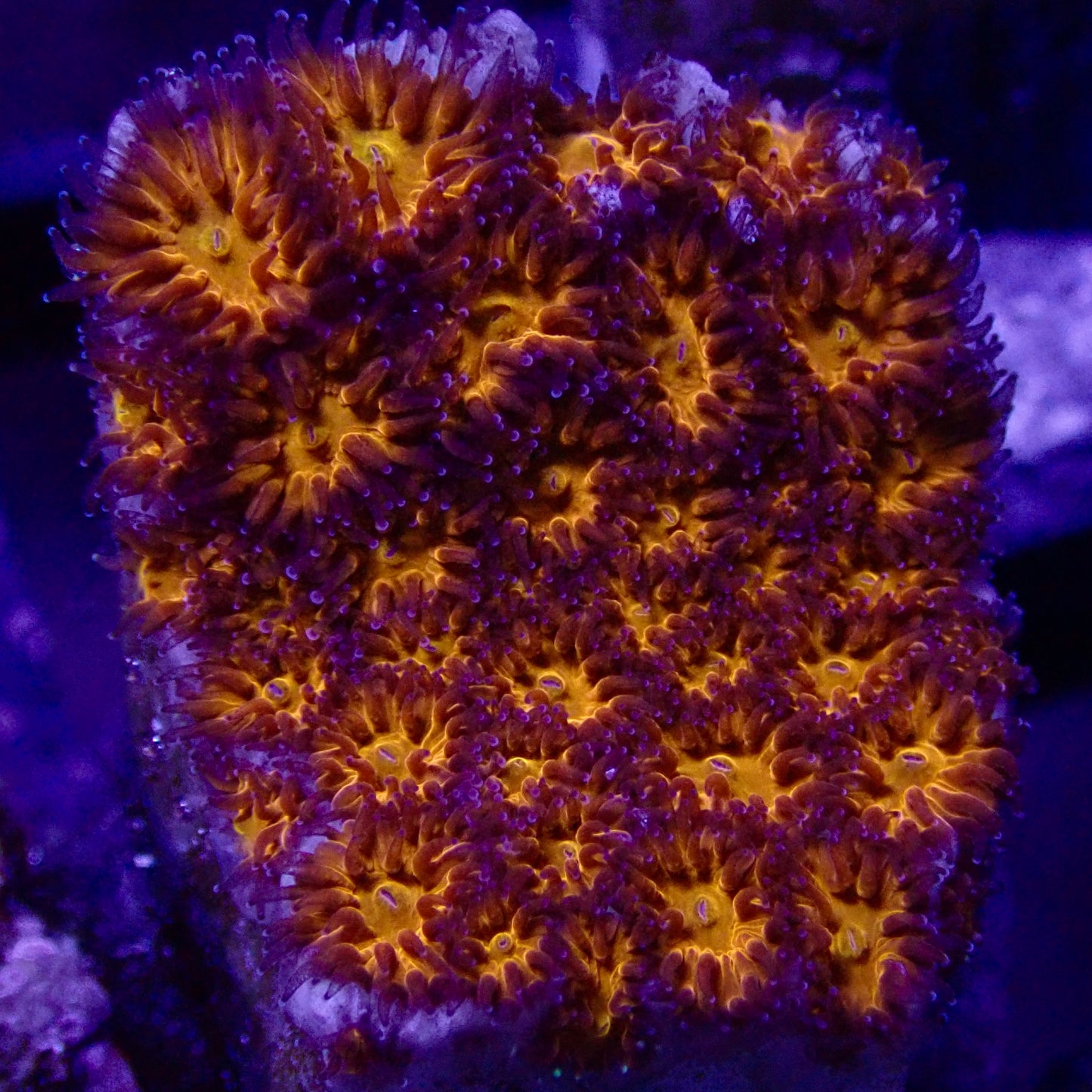 Spellbound Cyphastrea frag