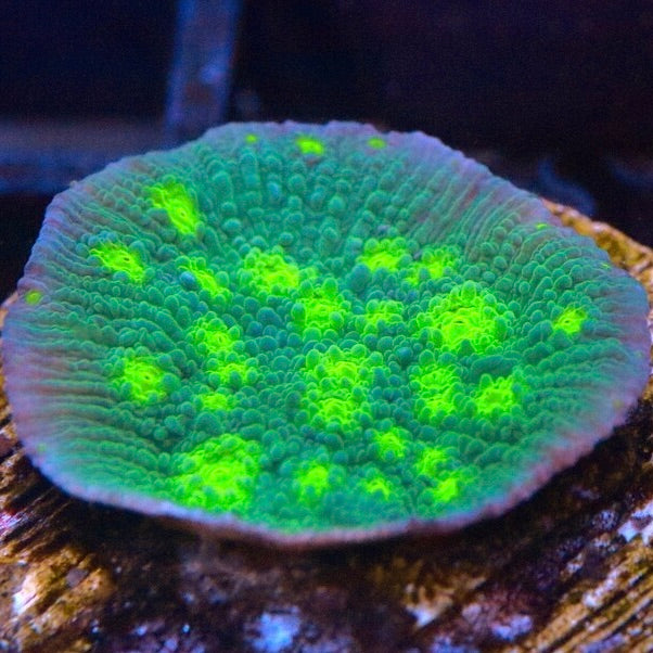 Hollywood stunner chalice Frag