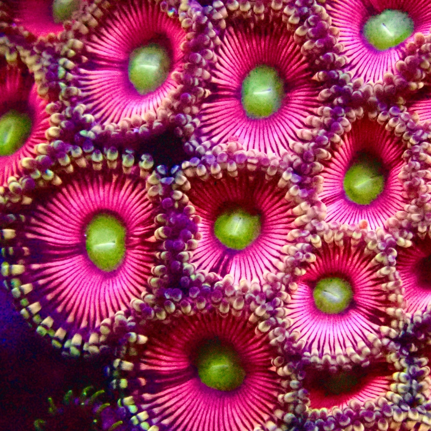 Princess Aurora Zoanthids frag
