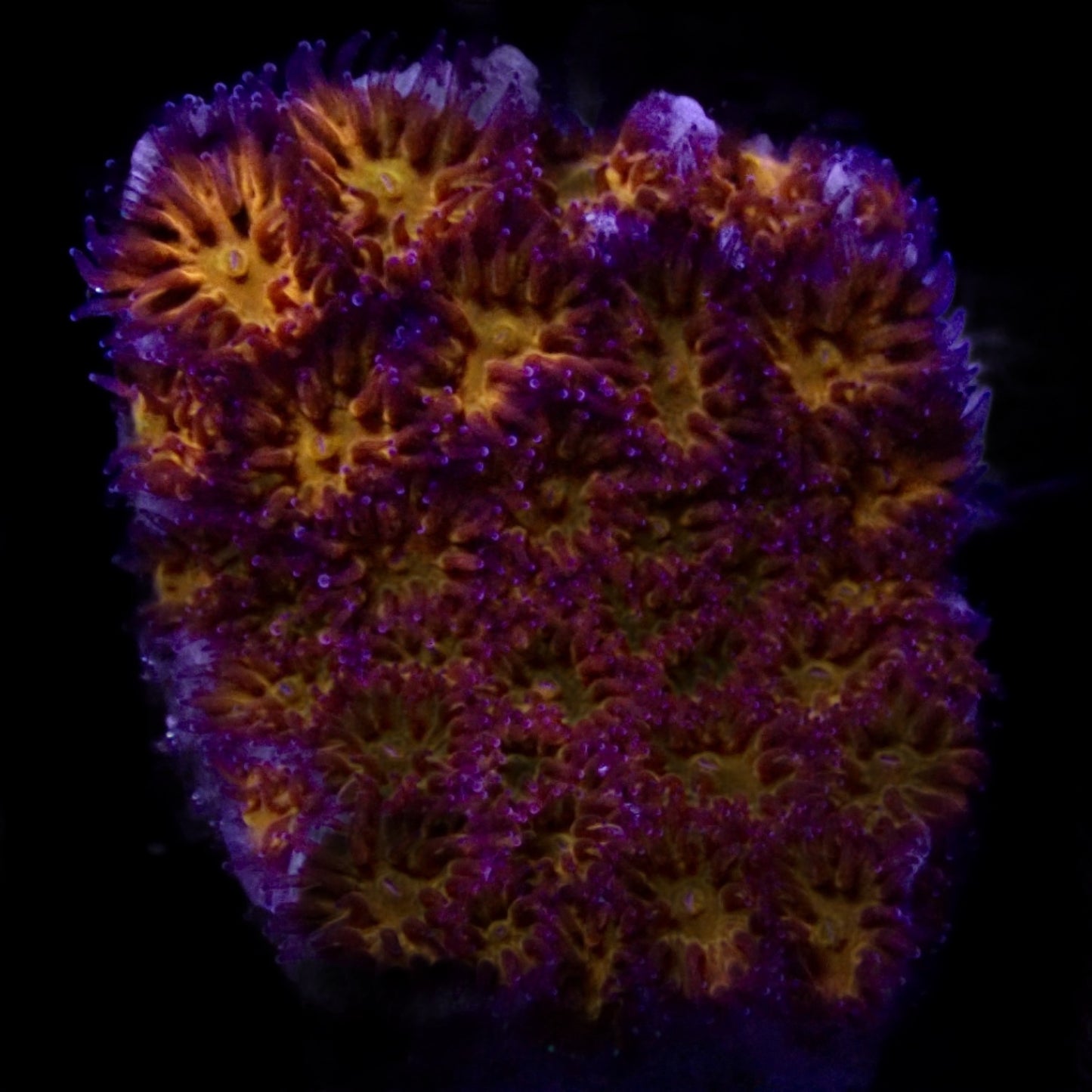 Spellbound Cyphastrea frag