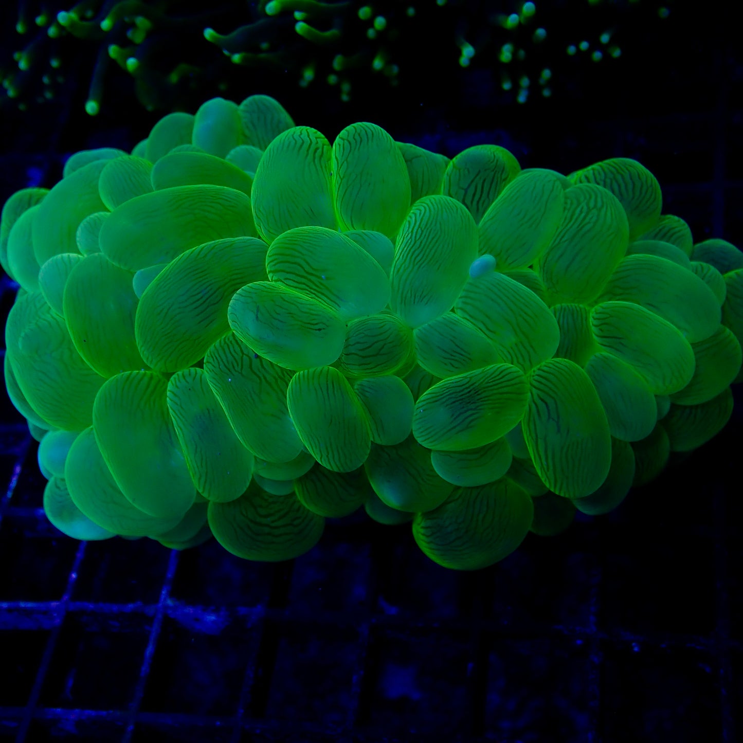 Bubble Coral