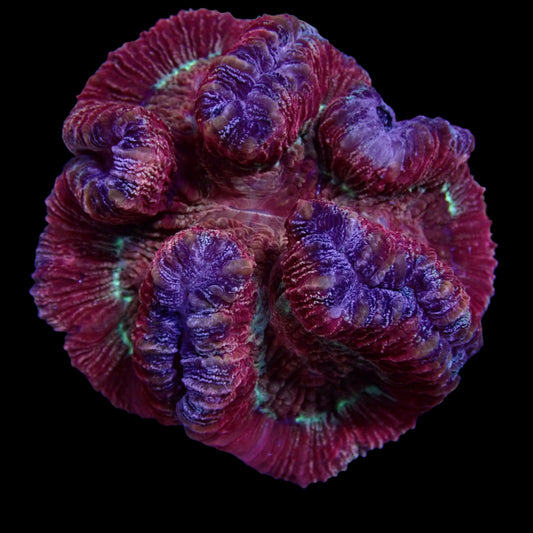 Multicolor Trachyphyllia