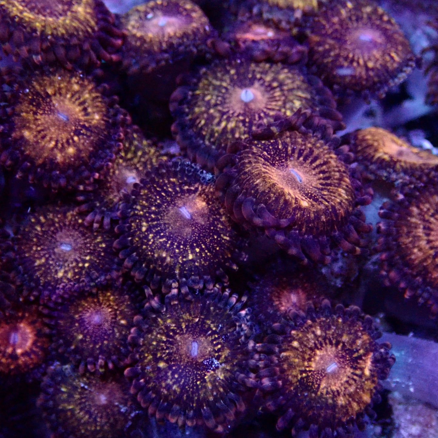 Galaxy Zoanthid Frag