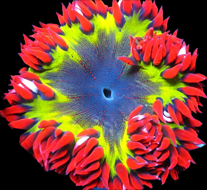 Ultra Rock Flower Anemone - Phymanthus crucifer | Anémone Colorée et Facile à Maintenir en Aquarium Récifal