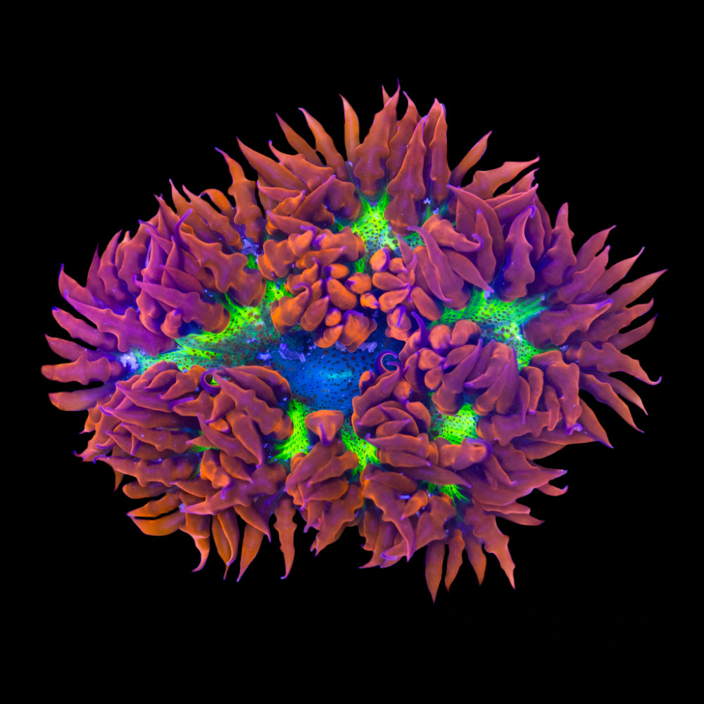 Ultra Rock Flower Anemone - Phymanthus crucifer | Anémone Colorée et Facile à Maintenir en Aquarium Récifal