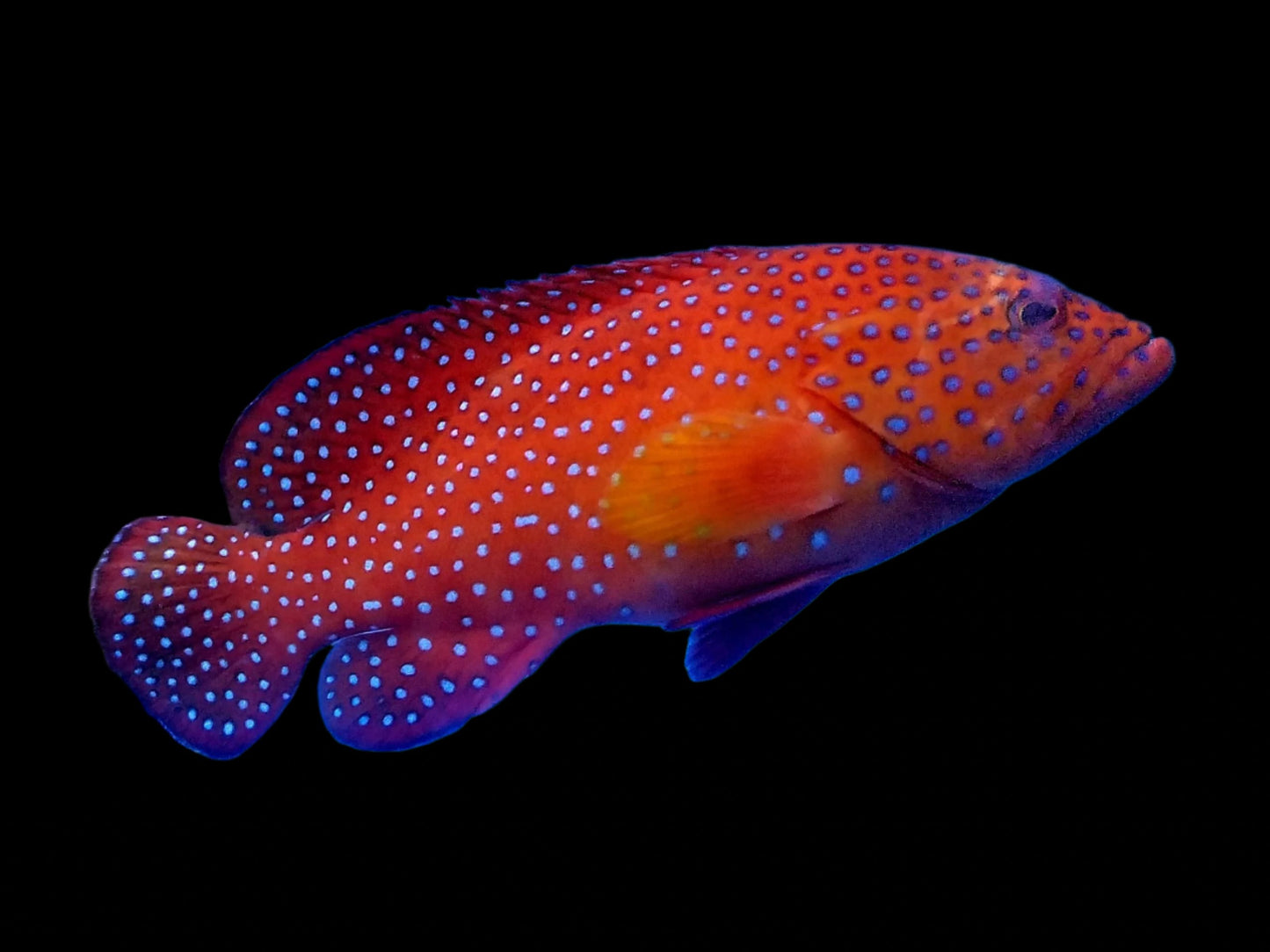 Miniatus Grouper(Cephalopholis miniatus) Large 4.6-5.5 inches