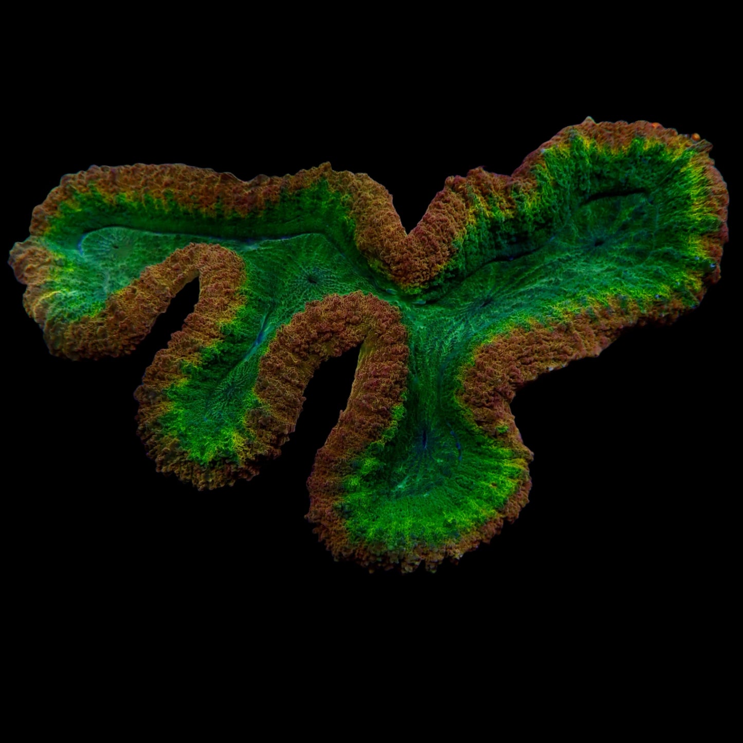 Lobophyllia
