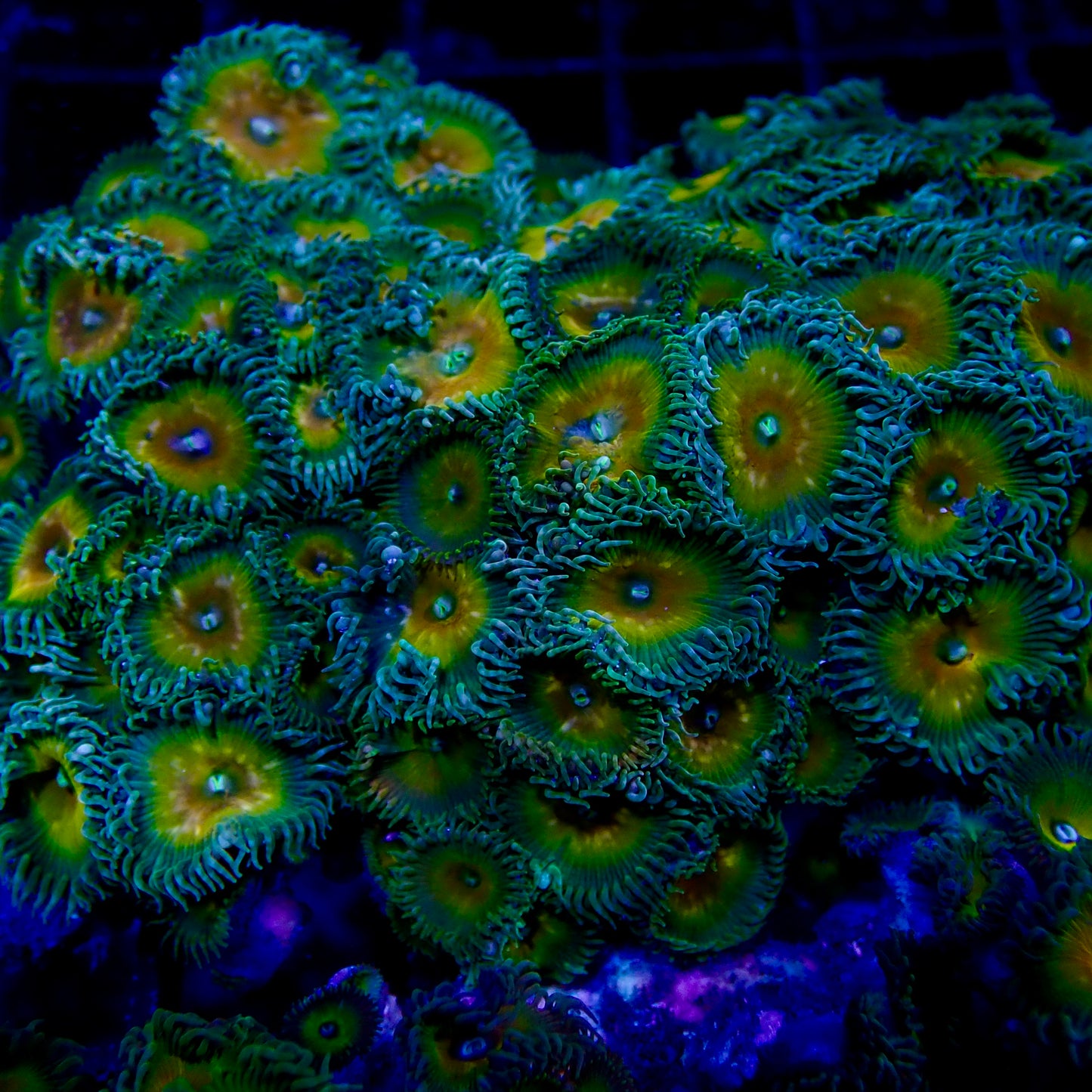 Captain Jerk Zoa frag