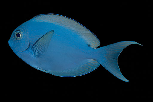 Palani Tang