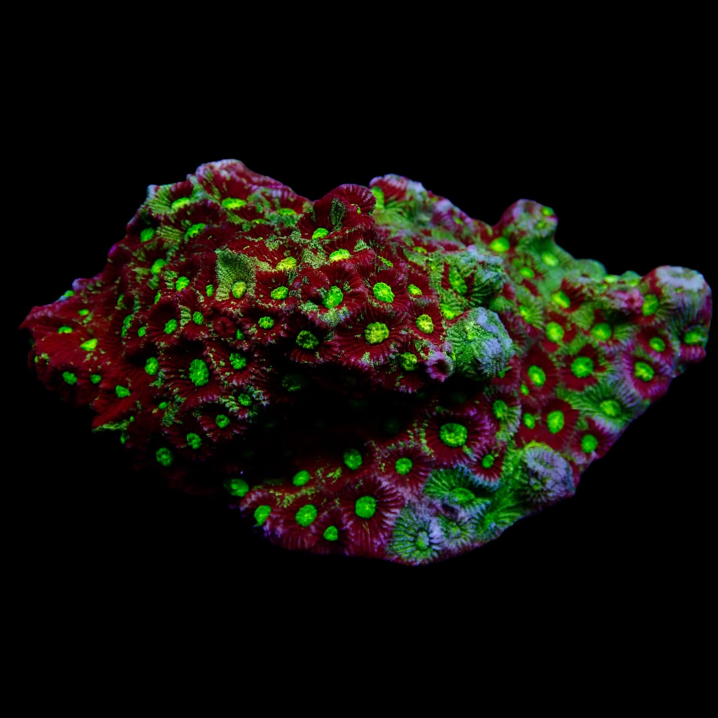 Ultra War Favite Coral Colony