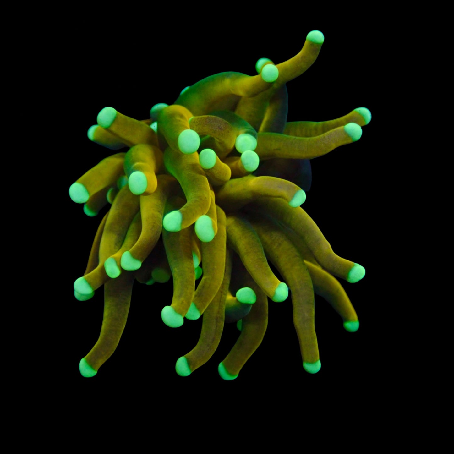 Tiger Neon Tip Gold Torch par tete