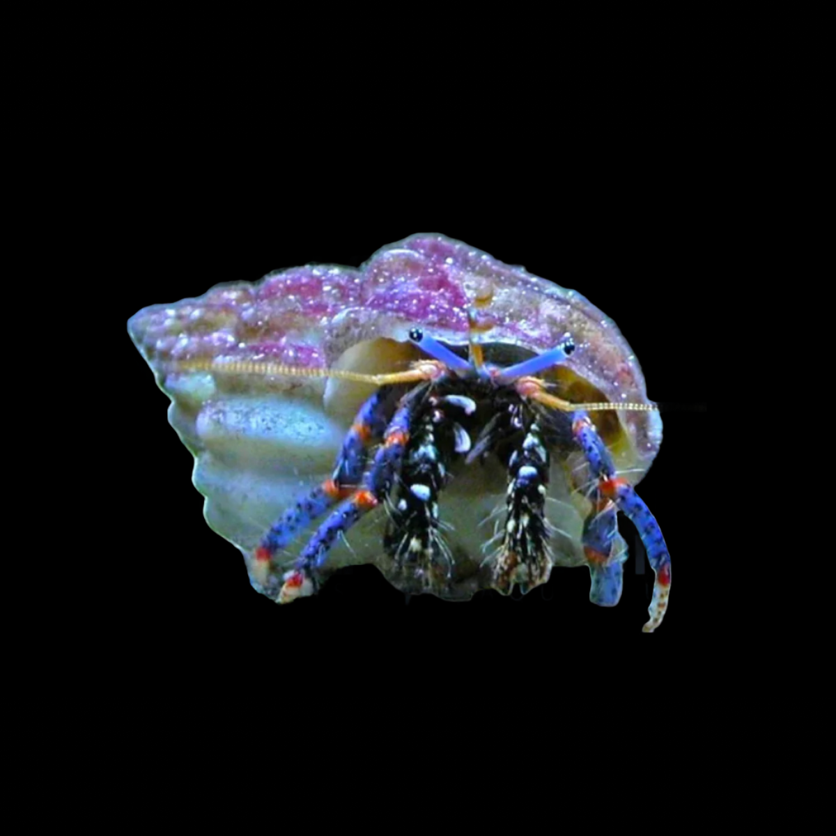 Clibanarius tricolor (Blue leg hermit)