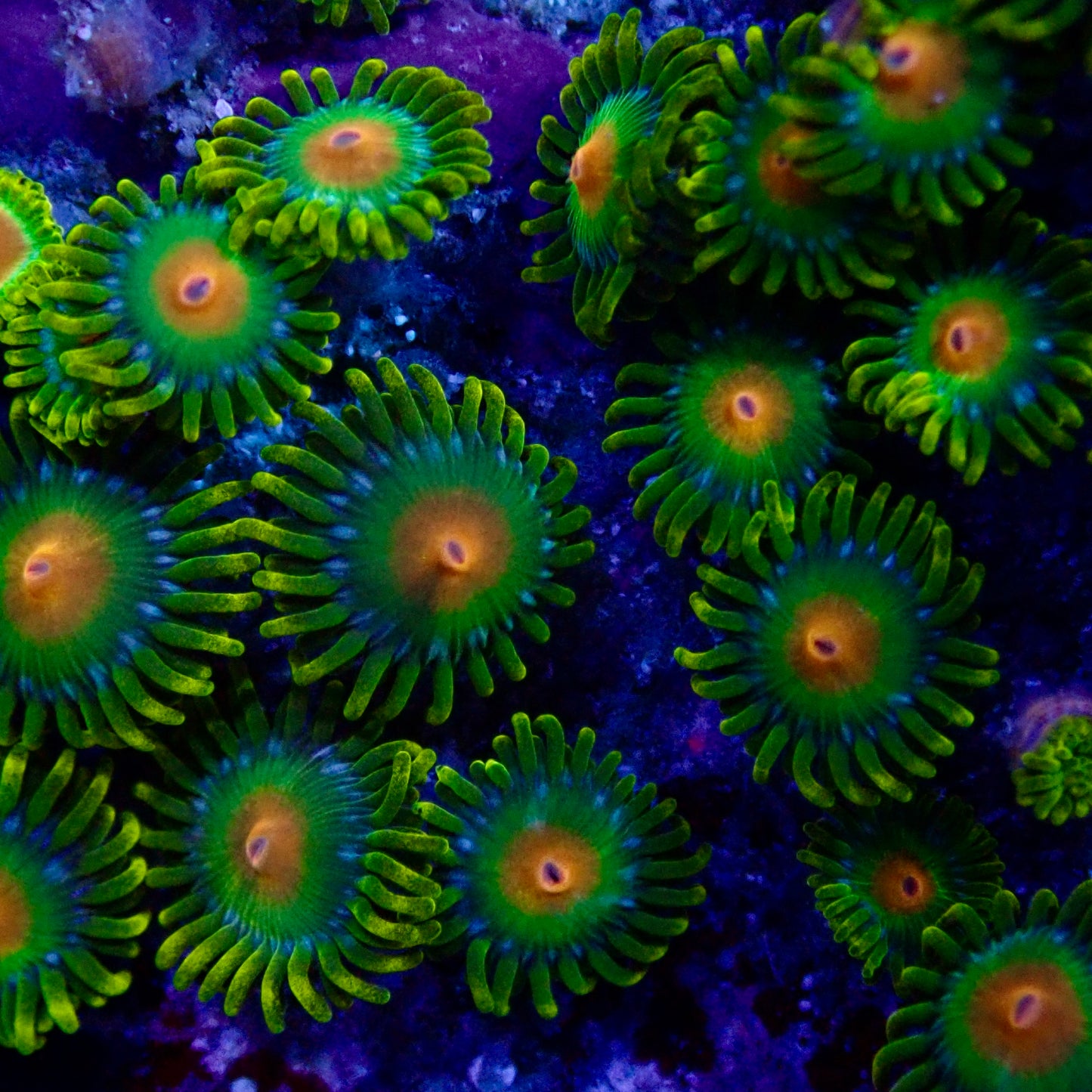 Dreamweaver Zoanthids frag