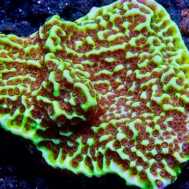 Montipora Confusa frag