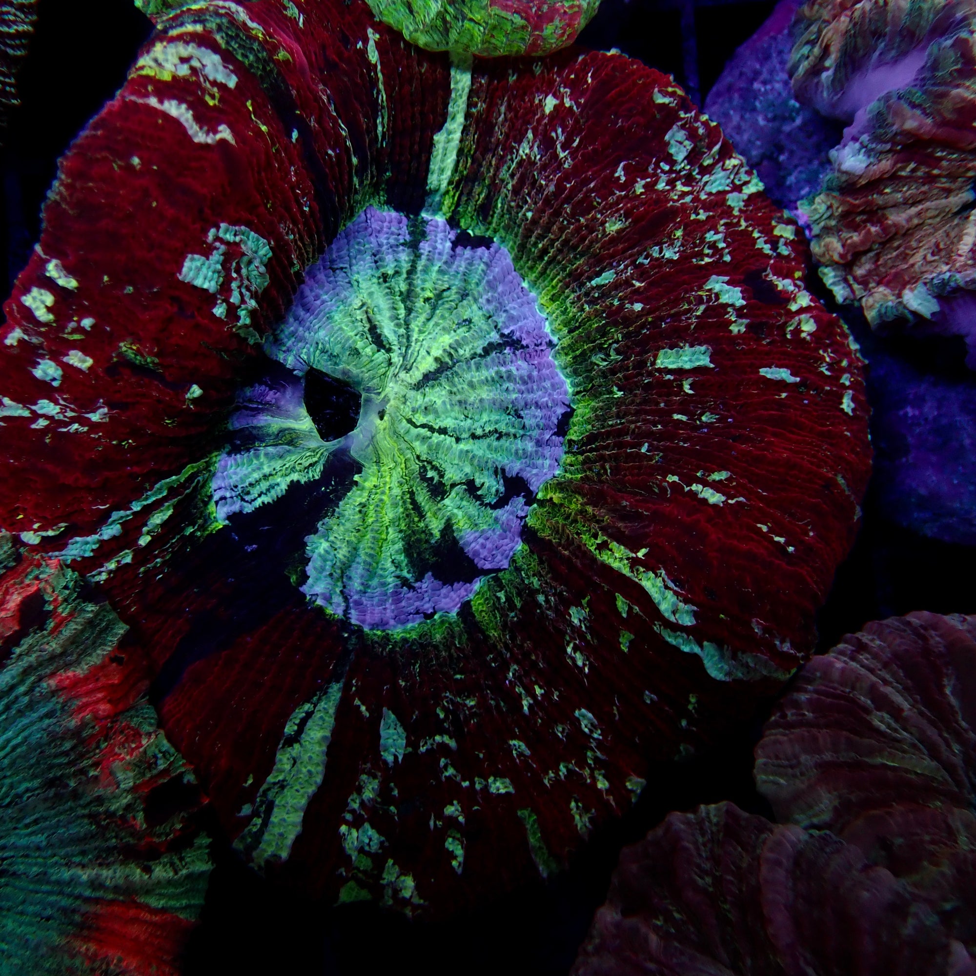 Multicolor Trachyphyllia