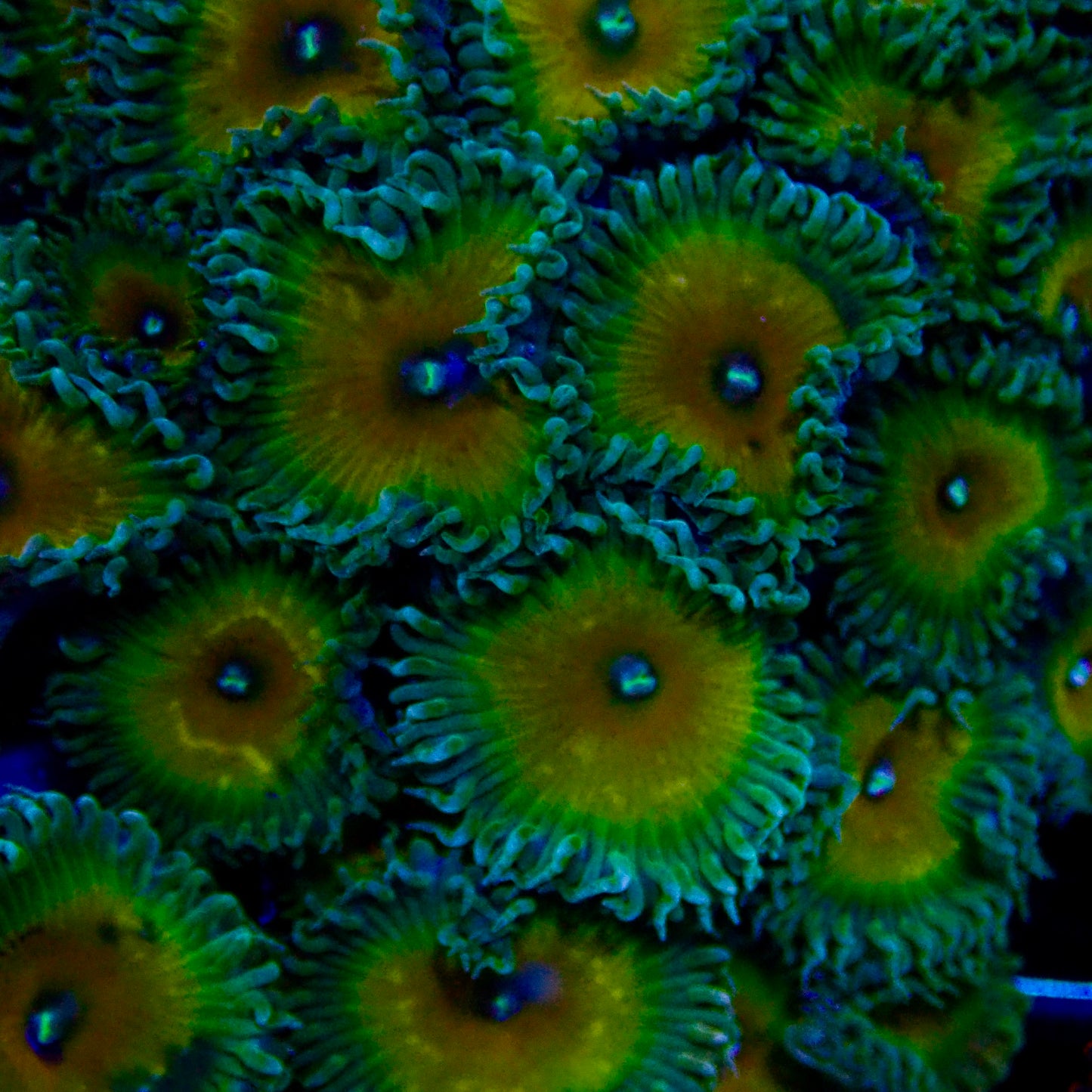 Captain Jerk Zoa frag