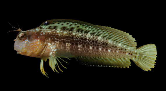 Eye Lash or Seaweed Blenny (parablennius marmoreus)