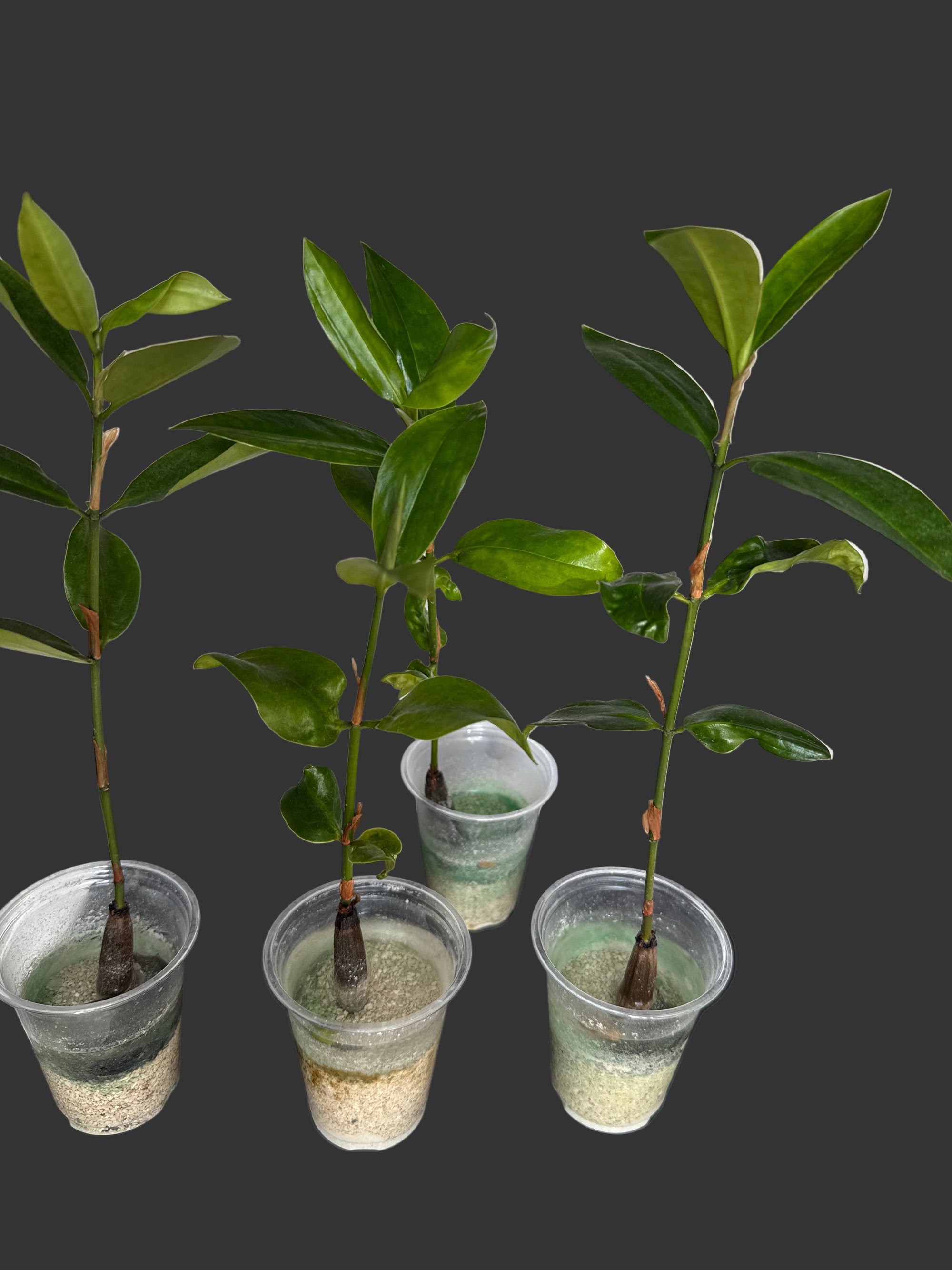 Mangrove Mangrove Oriental