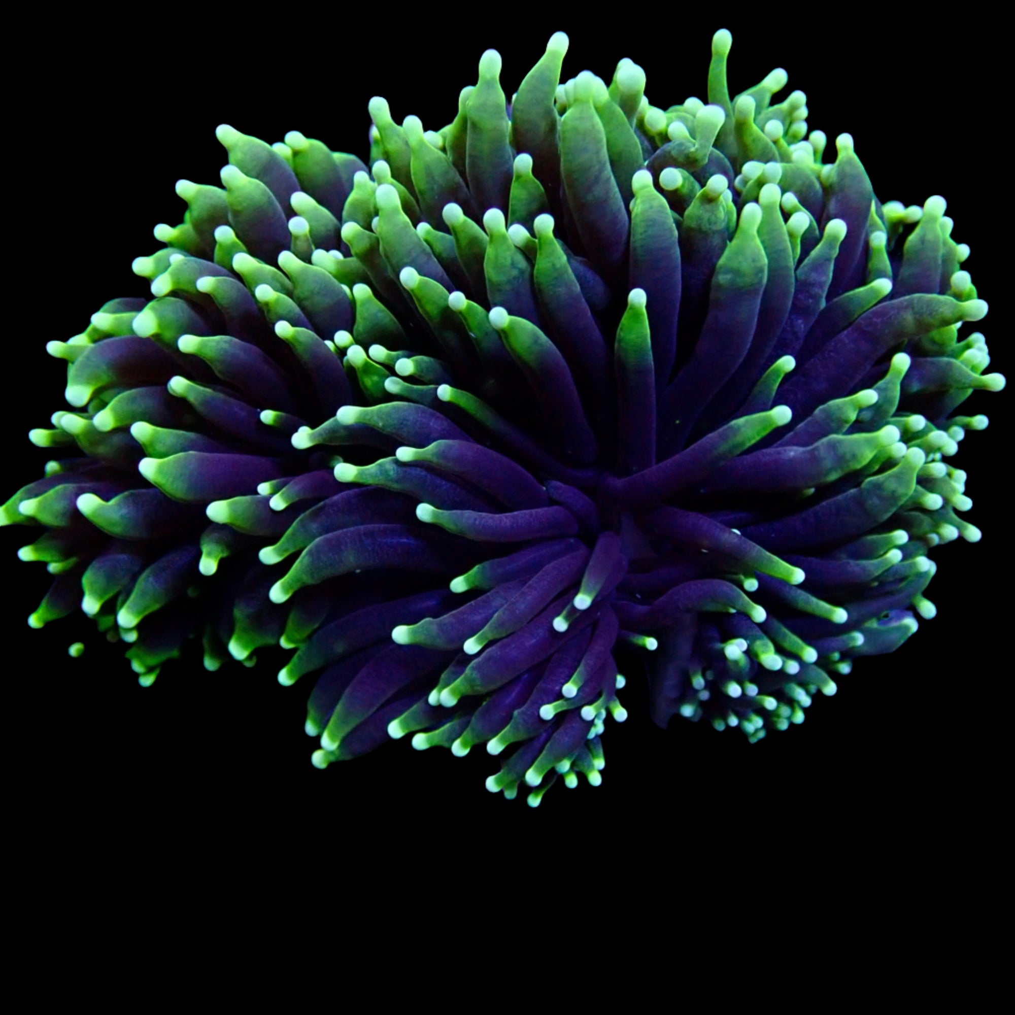 Australian Toxic Green Torch Colony