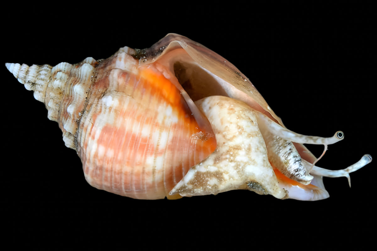 Strombus spp. (Fighting Conch)