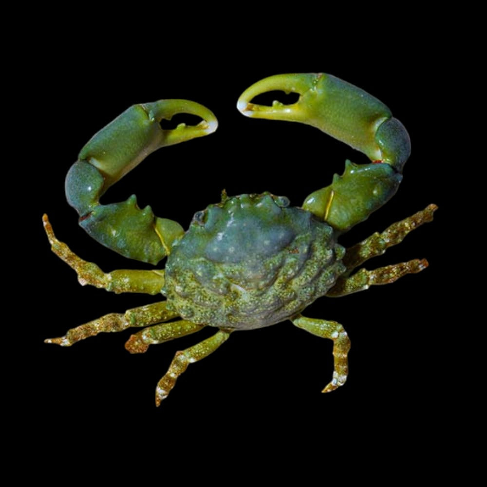 MITHRAX SCULPTUS (Crabe Emeraude)