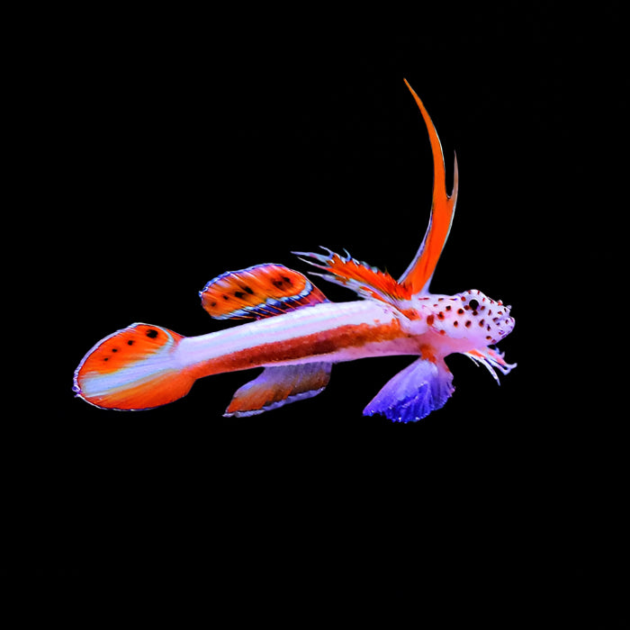 Spikefin Goby ( Discordipinna griessingeri )