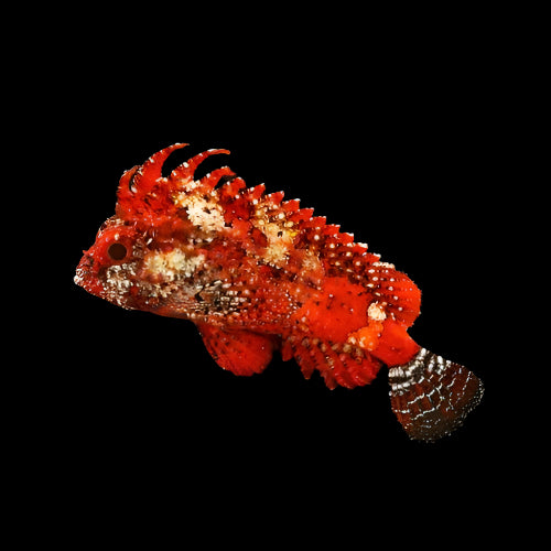 PARACENTROPOGON ZONATUS ( PYGMY RED ROOSTER WASPFISH )