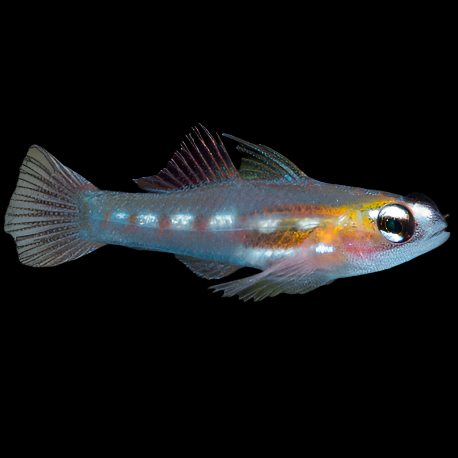 Masked Goby (Coryphopterus personatus)