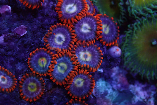Fire and Ice zoanthid frag