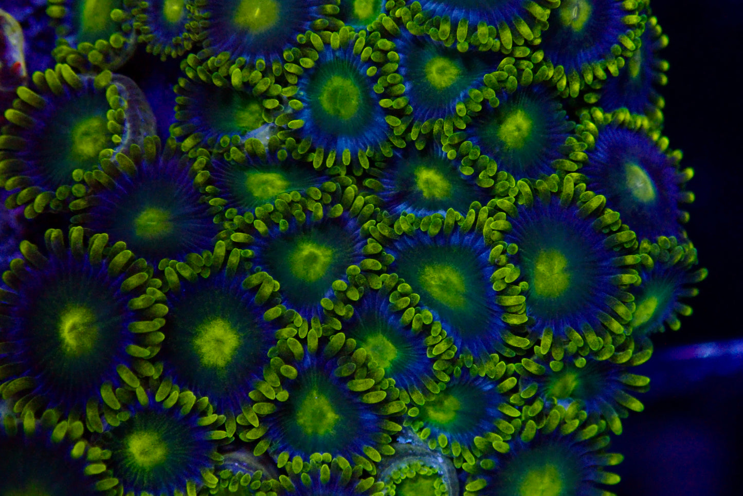 Green Goblin Zoanthid frag