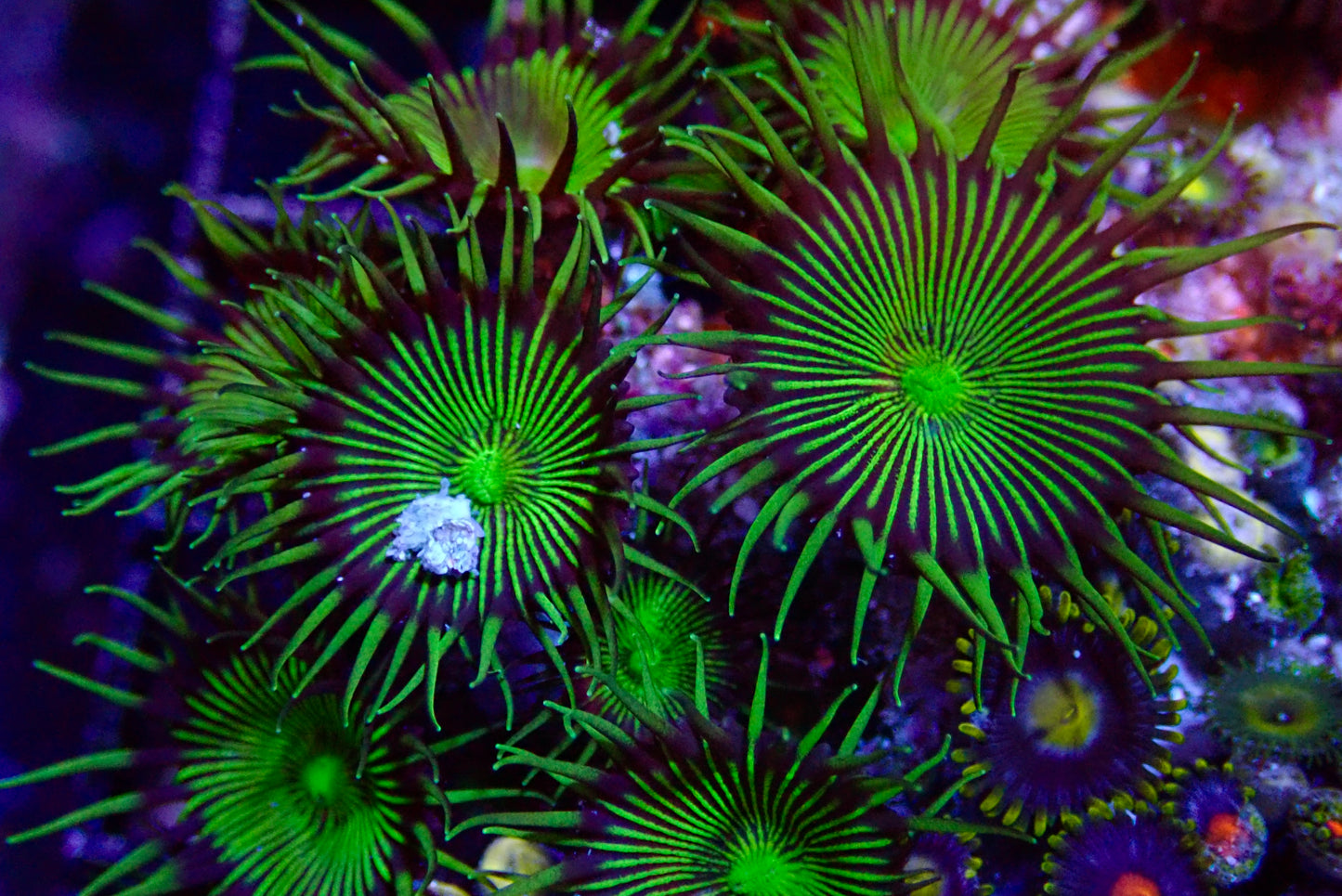 Green Implosion Palythoa frag