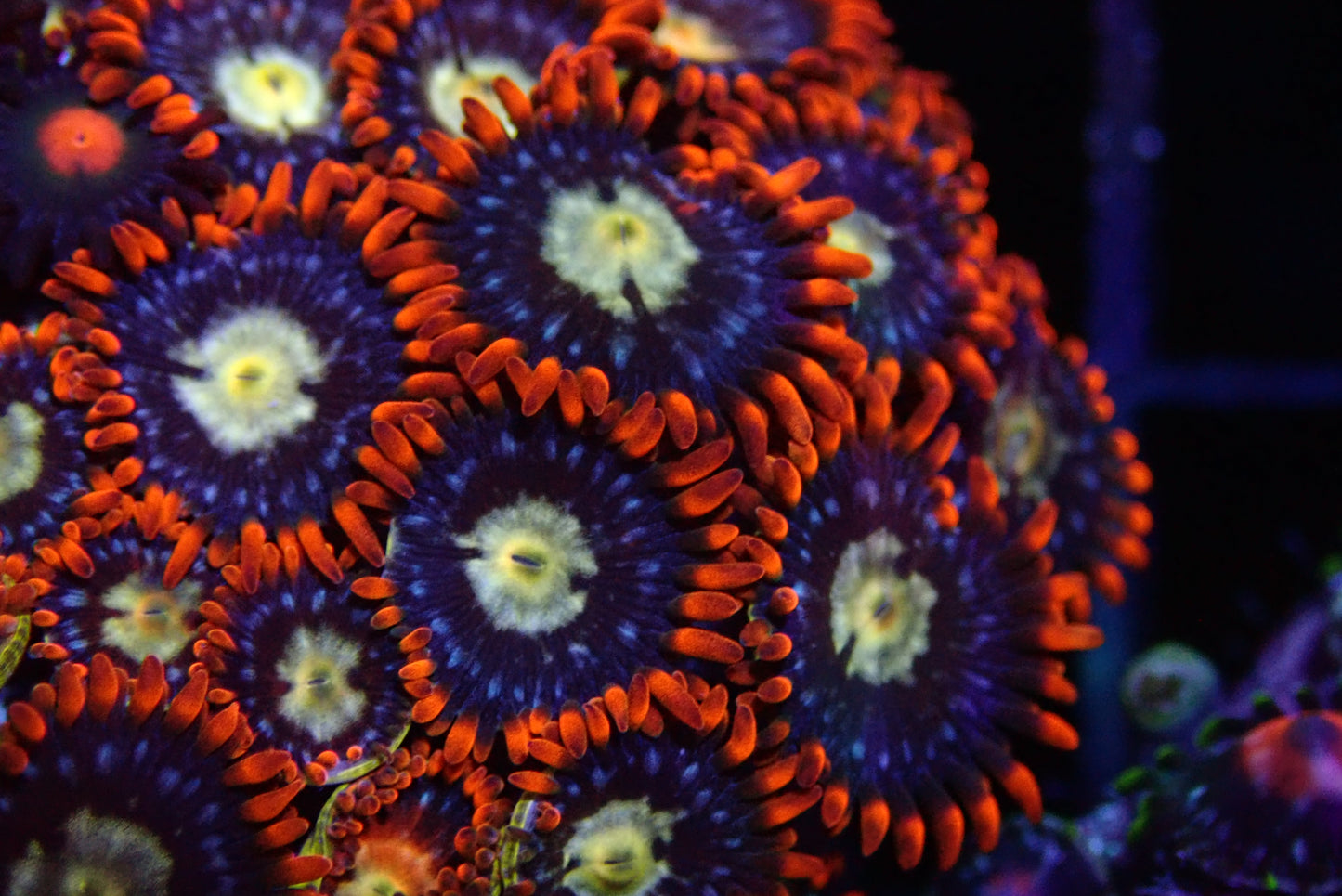 Afro Circus Zoa frag