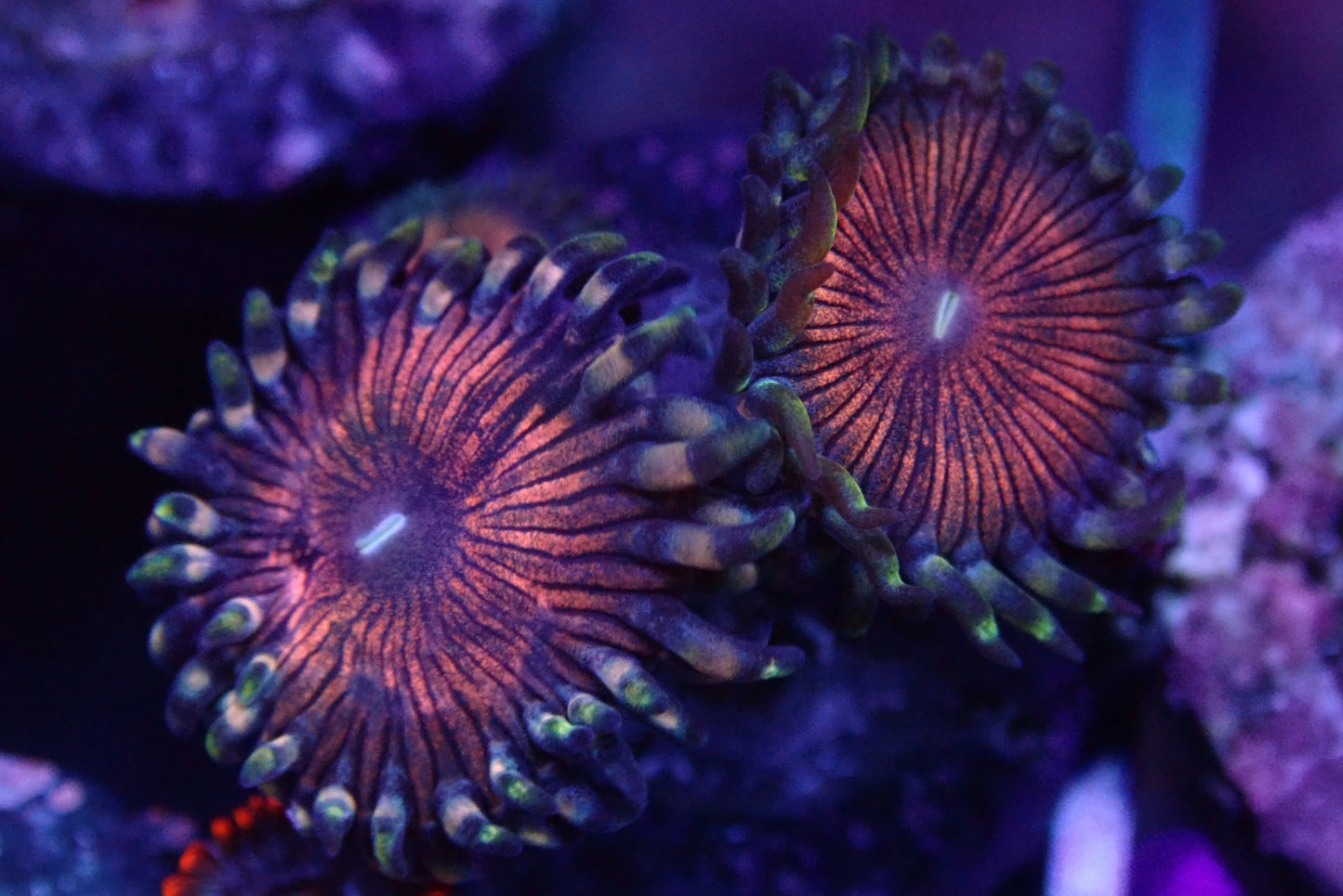 Miss Muffet Zoanthid frag