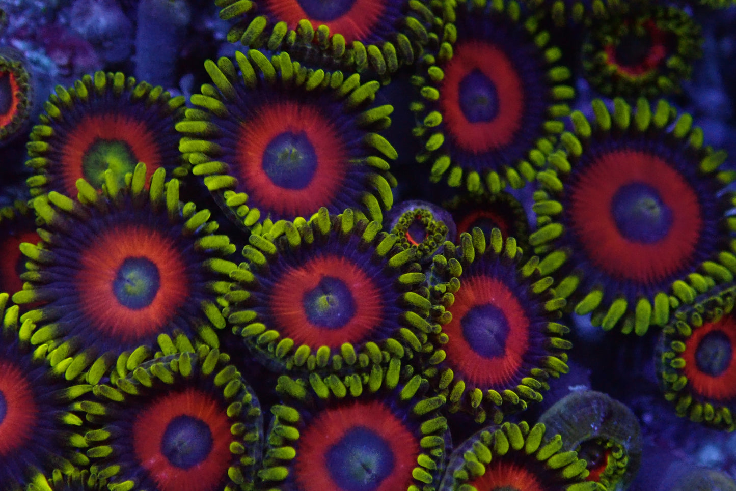 PHE Zoas frag