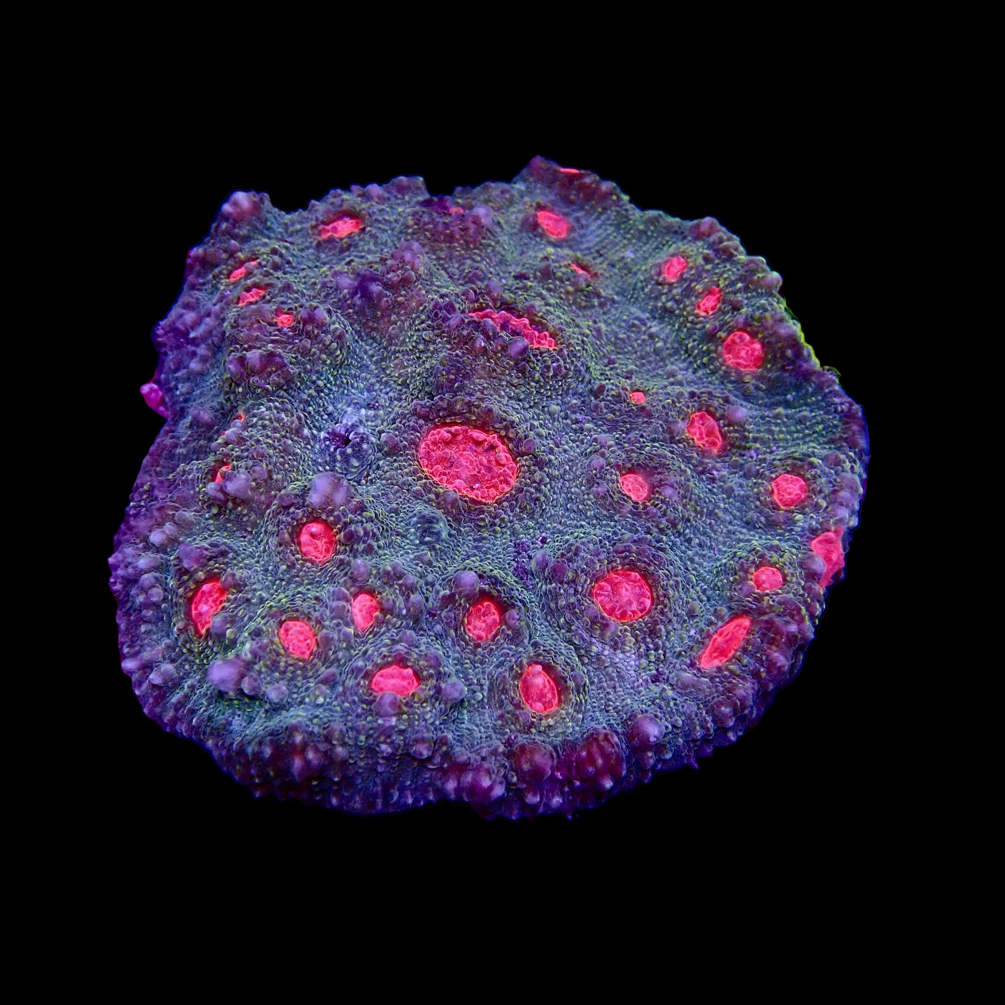 Pink eye Chalice Echinophyllia colony