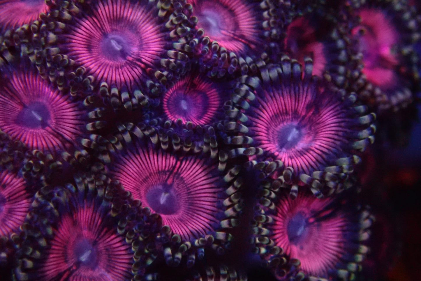 Purple Eyed Pinks Zoanthid frag