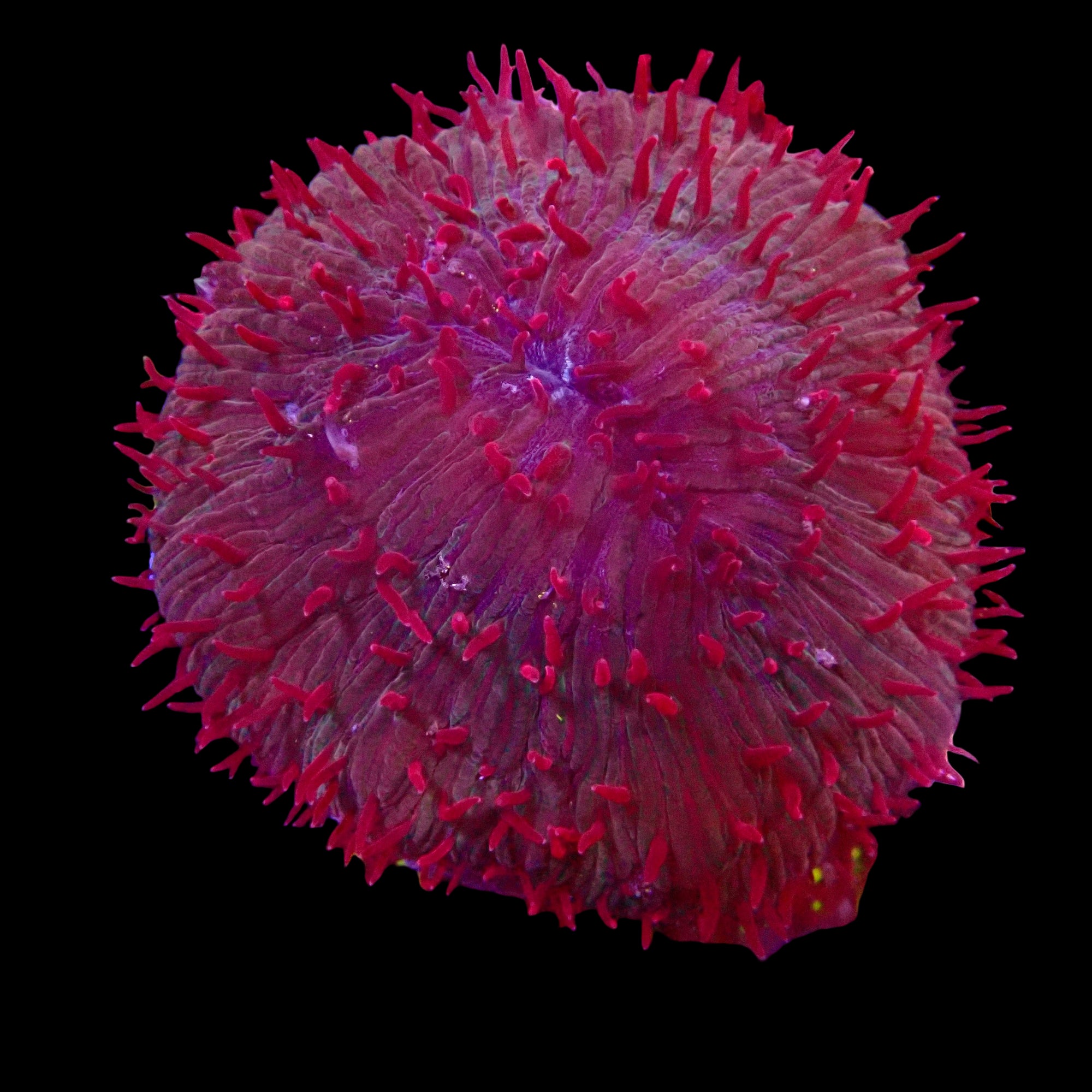 Plate Coral - Fungia