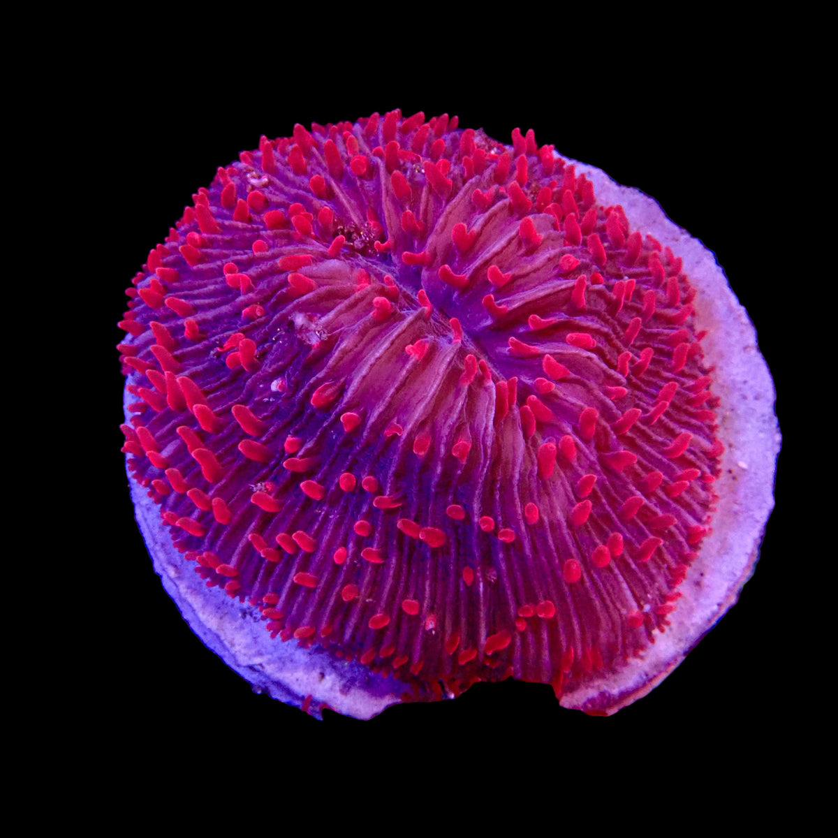 L.T.Plate Coral - Metallic Yellow Color #2