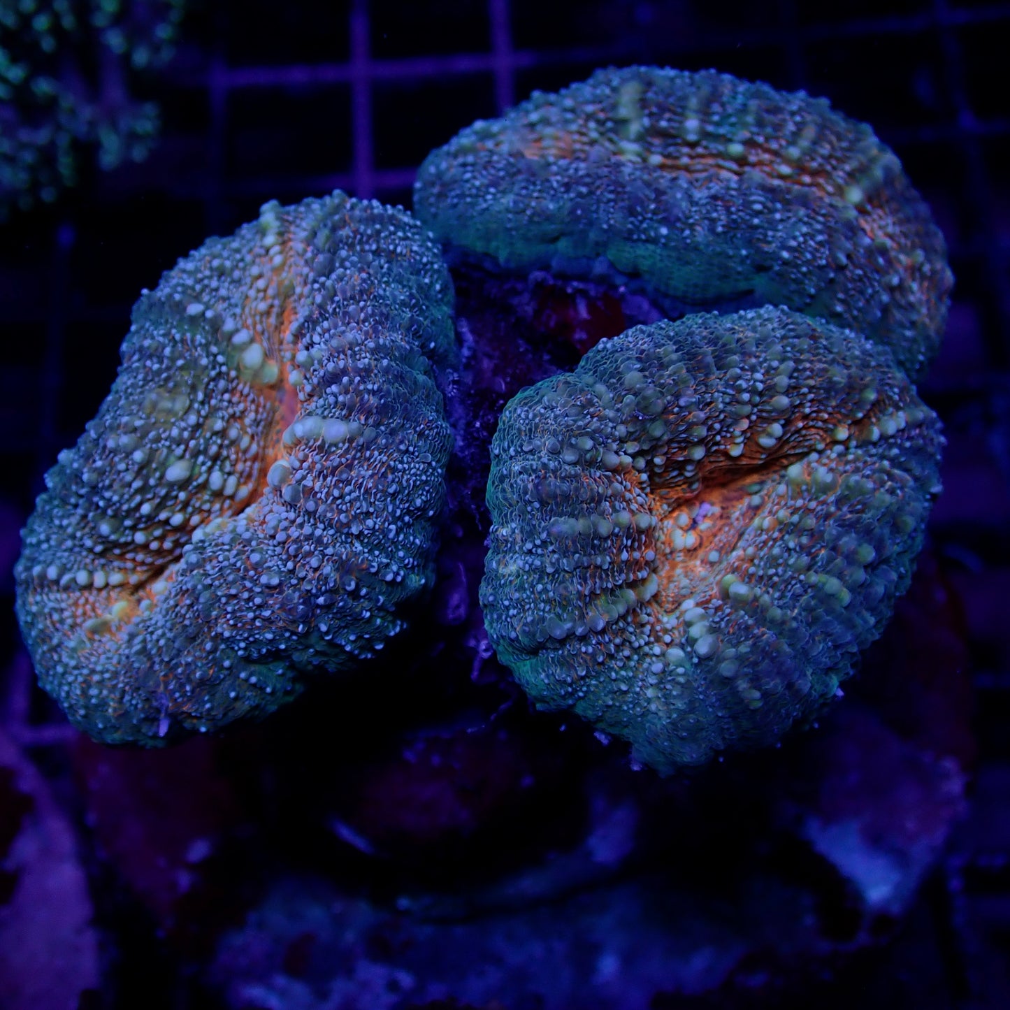 Lobophyllia