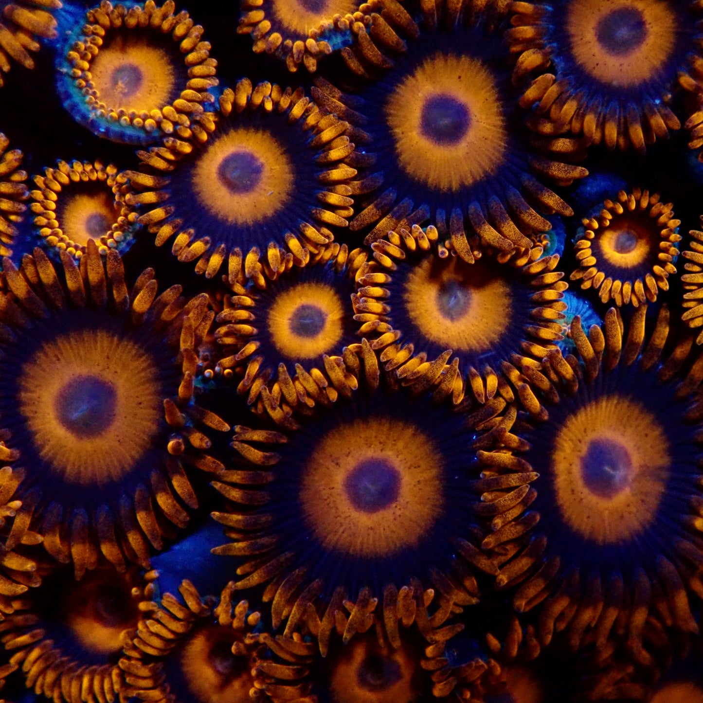 Oxide Zoanthids par tete